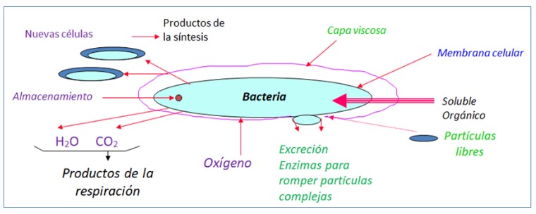 BAC-ASILI: La Biorremediación Para El Sector Del Tratamiento Del Agua ...